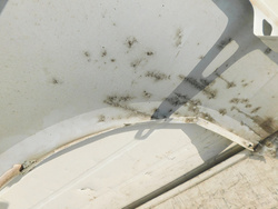 BŁOTNIK PRAWY PRZÓD AUDI S5 A5 8W F5 PRZEDLIFT Lakier LS9R