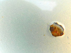 FIAT STILO 1.6 5D MASKA POKRYWA SILNIKA 