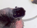 KIA PRO CEED ED 1.6 CZUJNIK STUKOWY 39250-2B000 