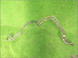 MERCEDES E KLASA W210 3.0D 97r CHŁODNICZKA OLEJU