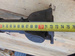 MAN M2000 12.224 220KM 00r WAŁ NAPĘDOWY - 72,5cm