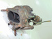 NISSAN ALMERA N16 2.2Di 00r TURBOSPRĘŻARKA GT1549